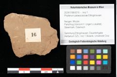 Foto (Objekt + Etikett) von Phyllerium palaeocassiae Ettingshausen (NHMW-GEO-2024-0188-0016)